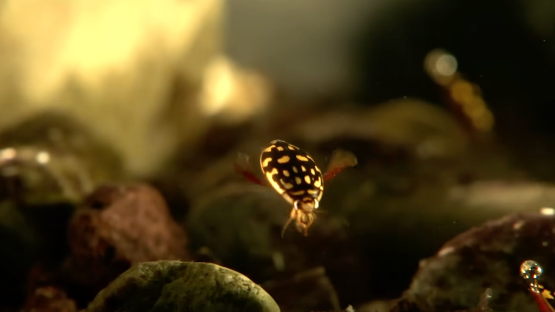 У світі існує жук з 12 незвичайними очима - Цікаве 24 У світі існує жук з 12 незвичайними очима - Цікаве 24