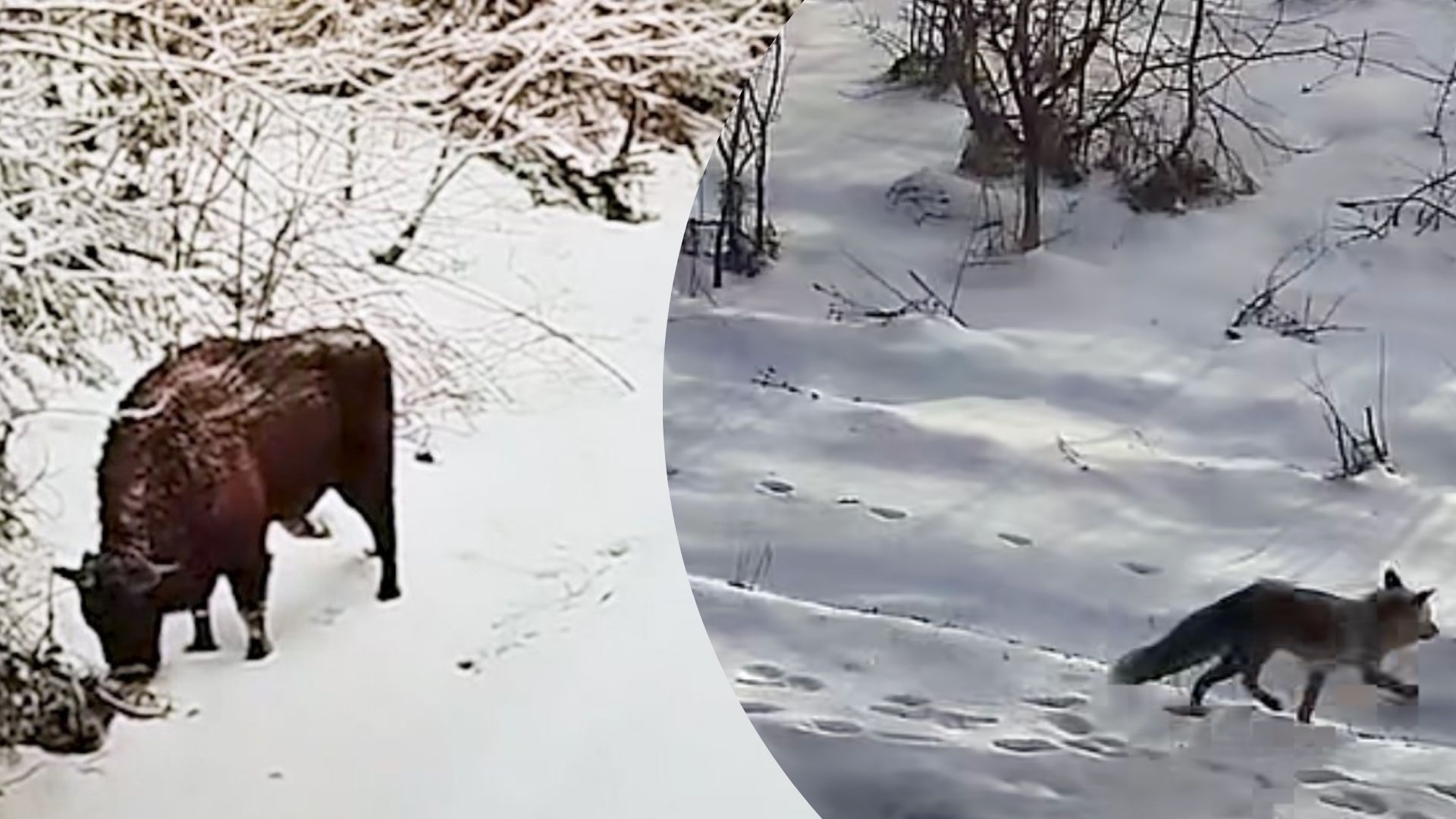 На Львовщине заметили различных диких животных - Интересное 24