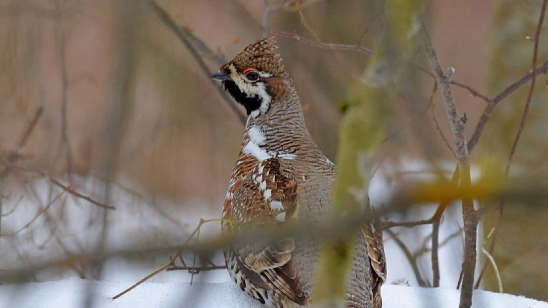 Орябок лісовий - Цікаве 24 Орябок лісовий - Цікаве 24