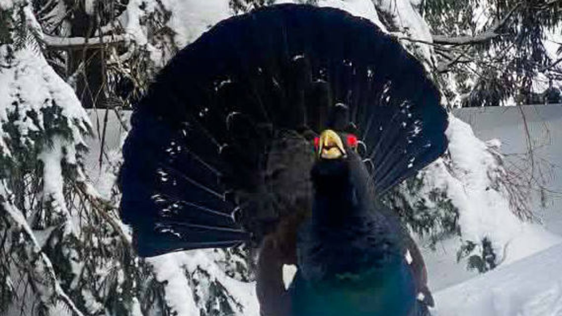 На Рахівщині помітили рідкісного птаха - Цікаве 24 На Рахівщині помітили рідкісного птаха - Цікаве 24