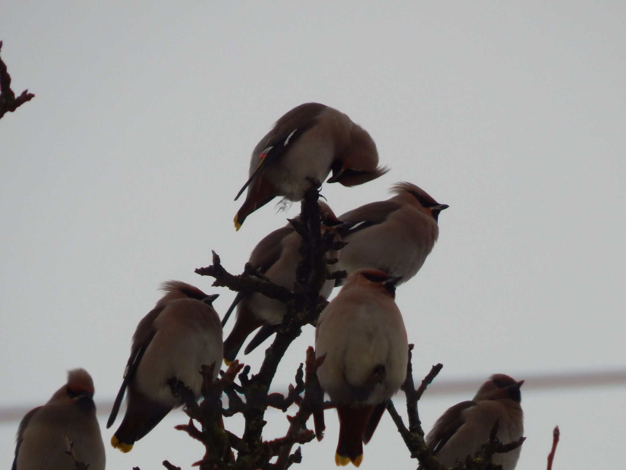 Омелюхи у волинських лісах  - Цікаве 24