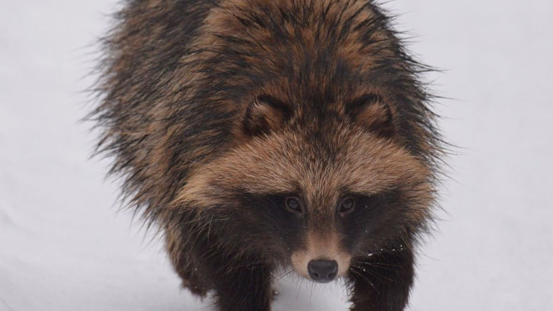 Біля Чорнобиля передчасно прокинувся єнотоподібний собака - Цікаве 24