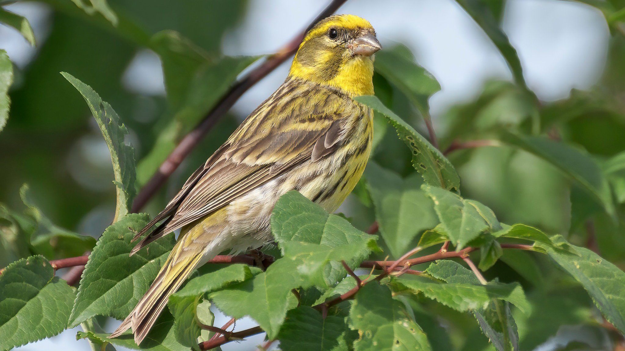 Поет словно щедрует: что известно о птице щедрик: что известно о птице щедрик