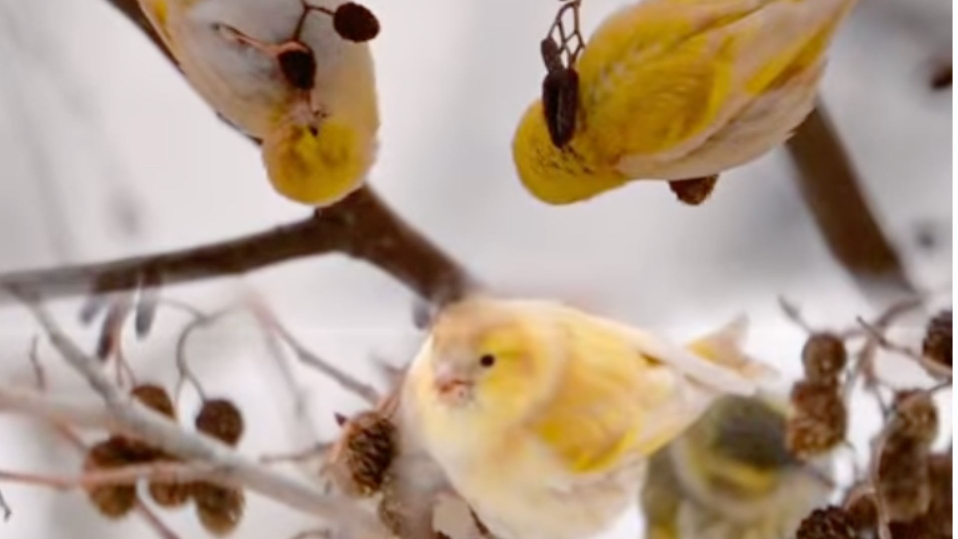 Возле Чернобыля заметили певчих птиц, которые имитируют чужие голоса - Интересное 24 Возле Чернобыля заметили певчих птиц, которые имитируют чужие голоса - Интересное 24