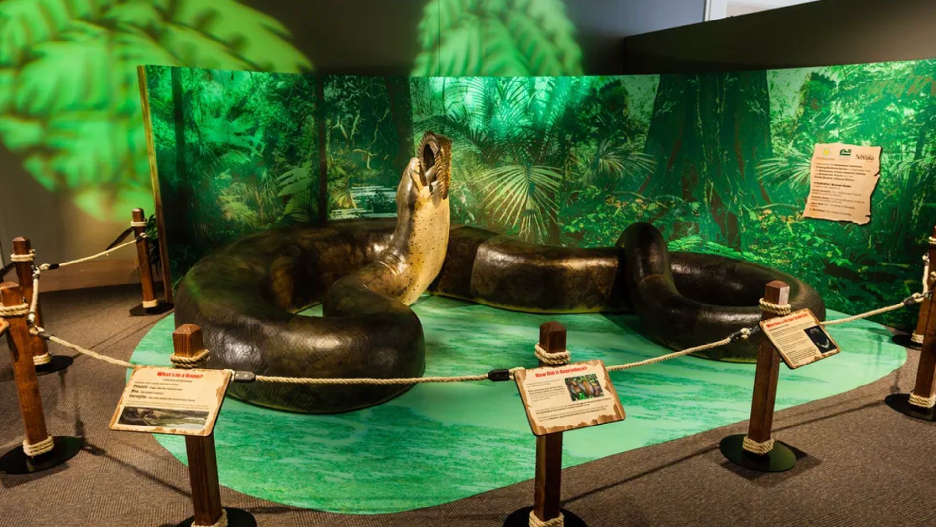 На Земле жили змеи весом более тонны - Интересное 24 На Земле жили змеи весом более тонны - Интересное 24