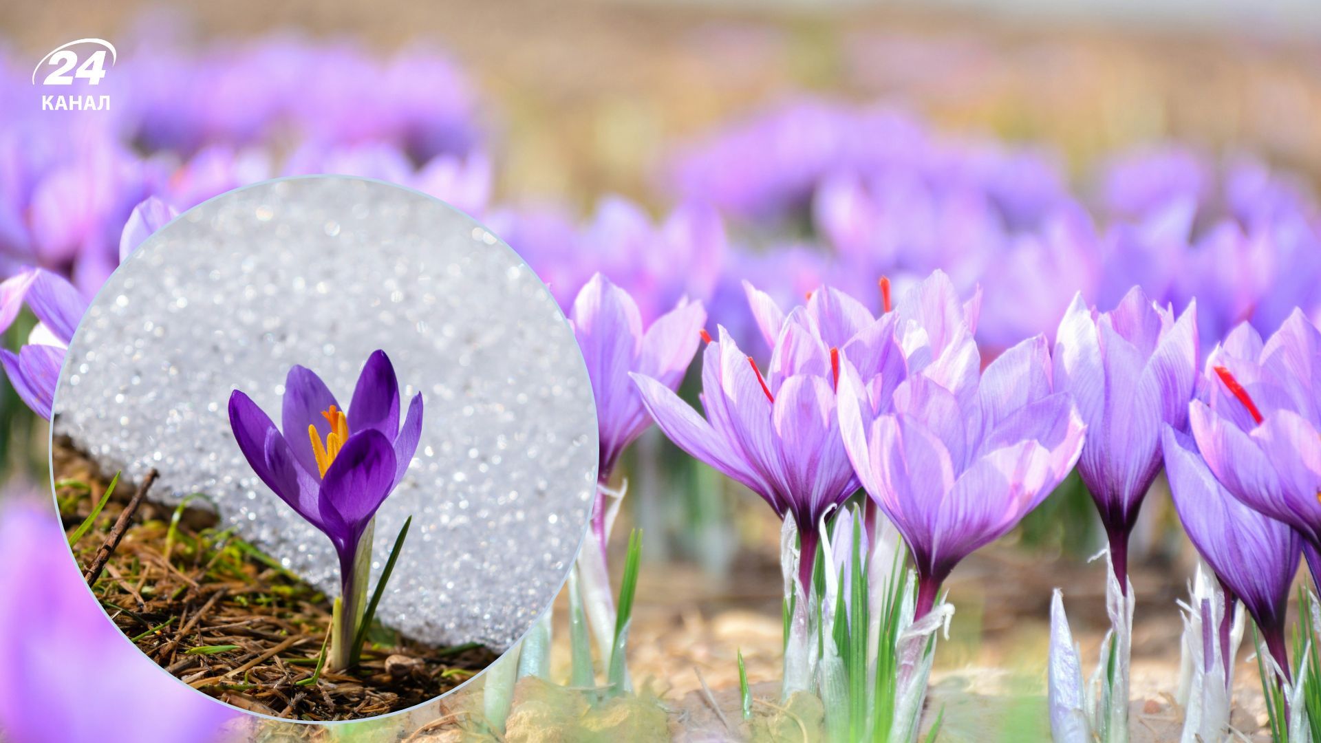 Интересное о шафране, что пригодится Интересное о шафране, что пригодится