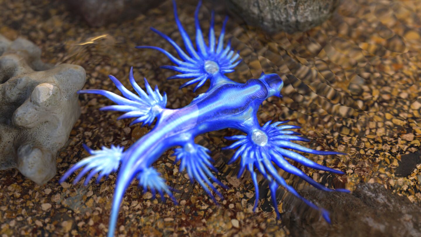 Опасно красивый: что известно о голубом драконе