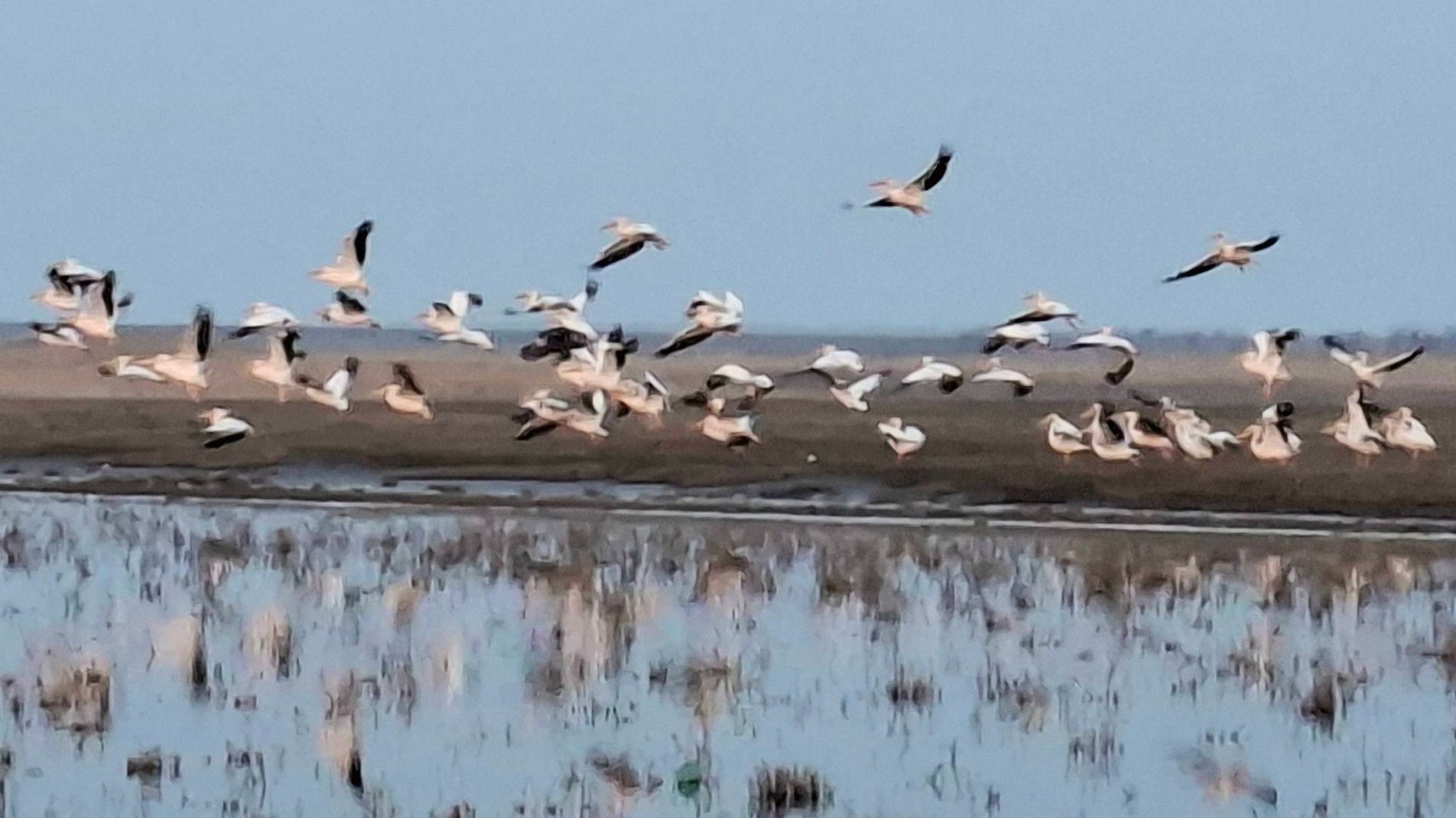 Перші рожеві пелікани прилетіли в Україну: що відомо про цих птахів
