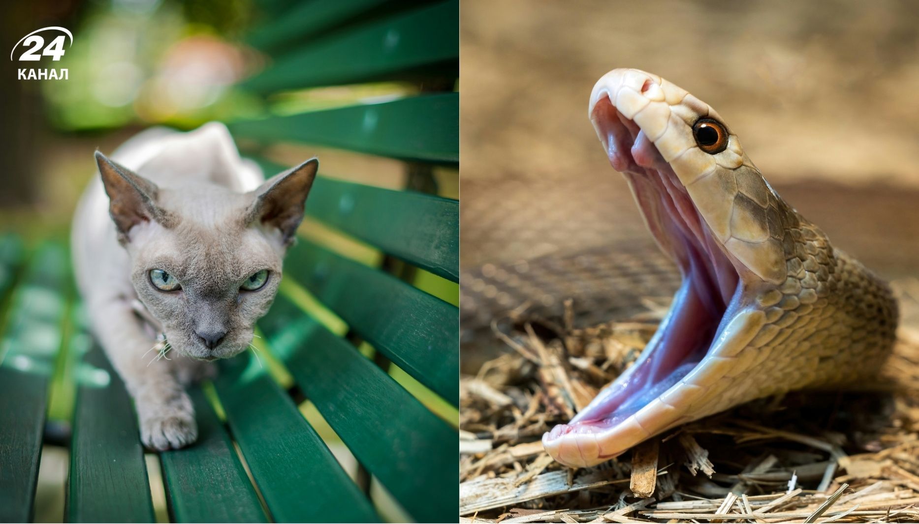 Незвична бійка