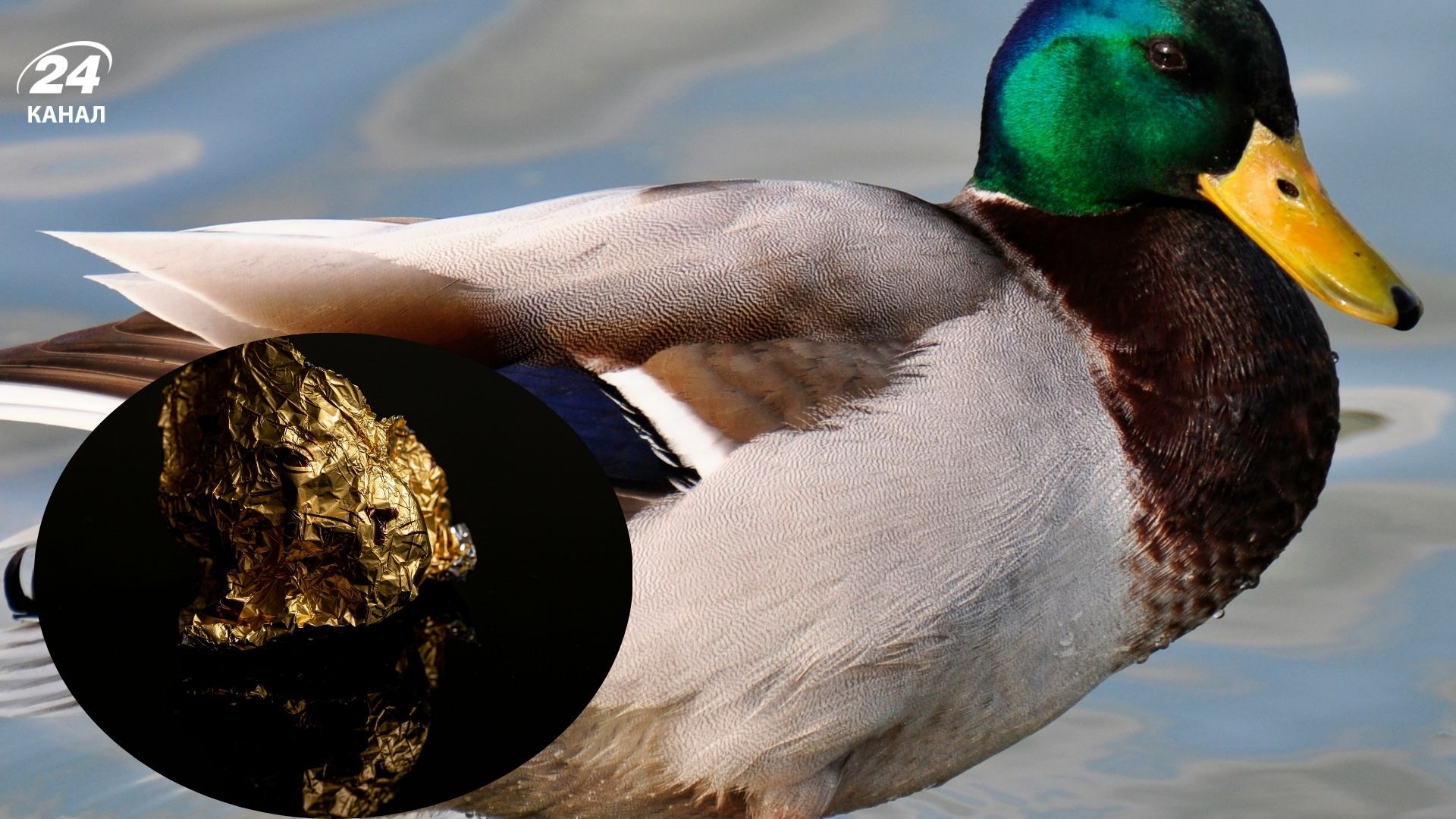 Неймовірна знахідка всередині качки Неймовірна знахідка всередині качки