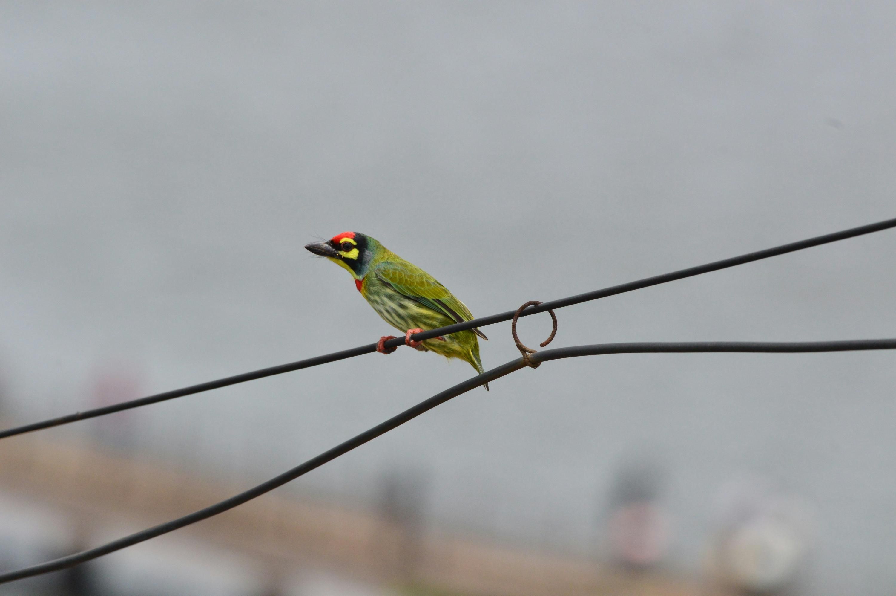 Як птахи можуть сидіти на електричних дротах Як птахи можуть сидіти на електричних дротах