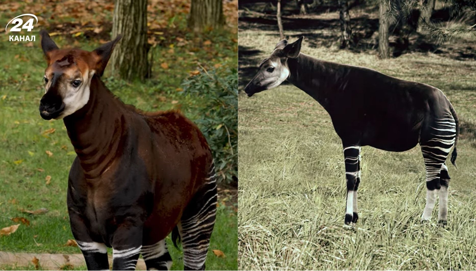 Удивительное животное Удивительное животное