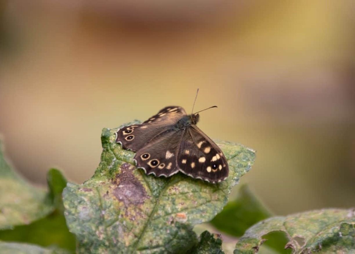 Бабочки могут поражать