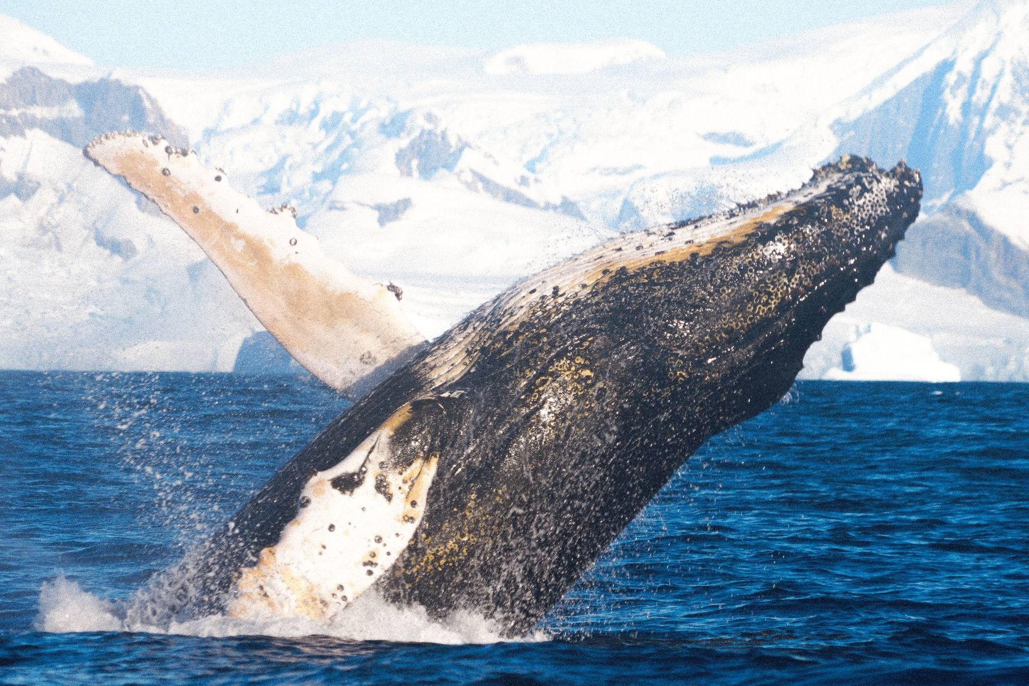 Зустріч китів та полярників Зустріч китів та полярників