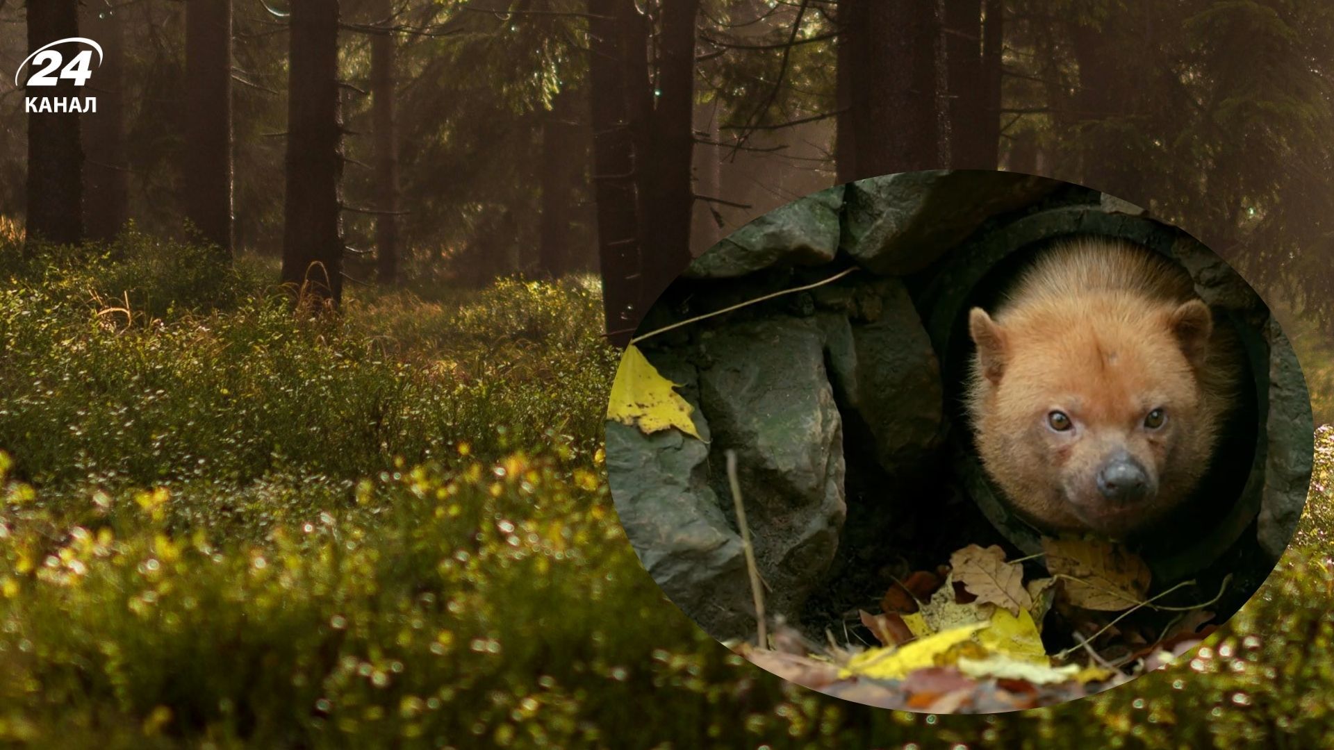 Удивительное животное Удивительное животное