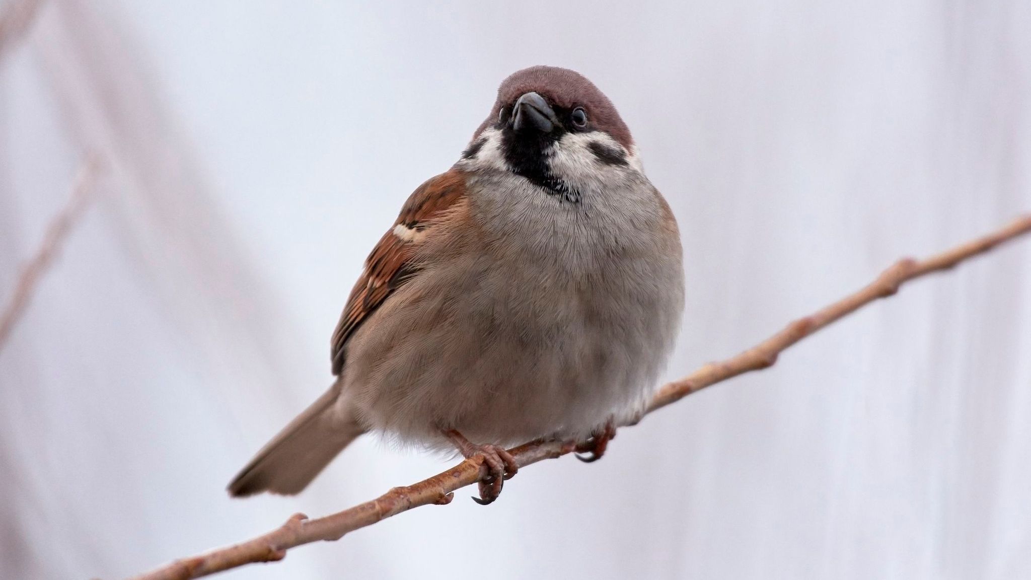 Чем интересен воробей: факты, которые вы могли не знать