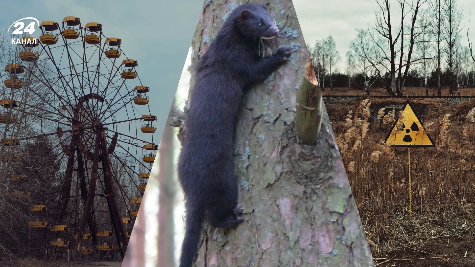 Что нашли в Чернобыле