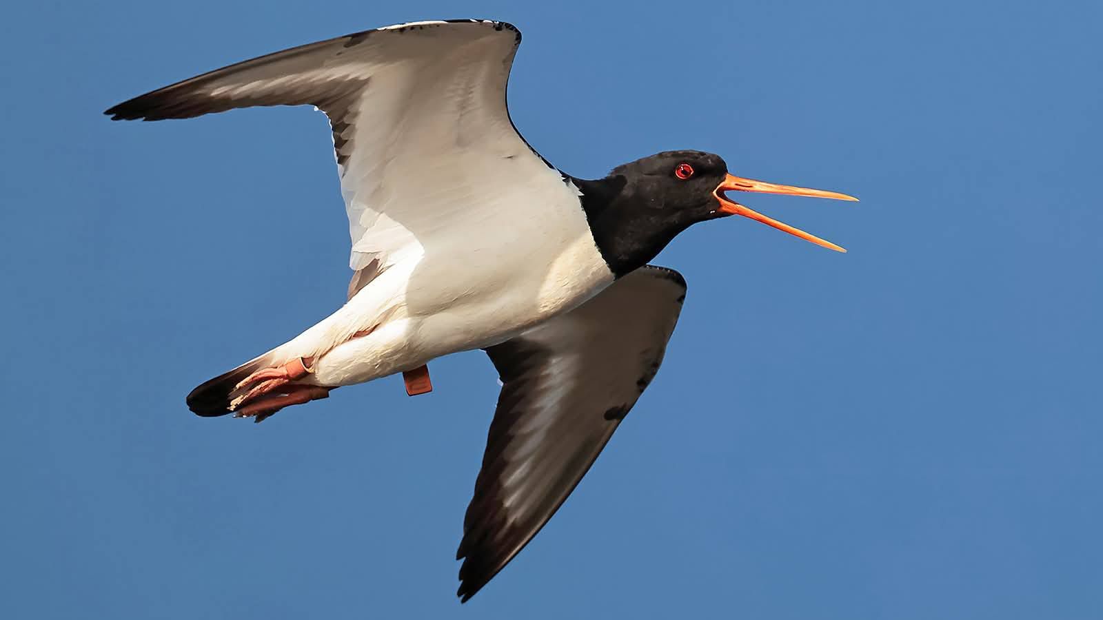 На&nbsp;Одещині зафіксували унікального червонокнижного птаха кулика-сороку 