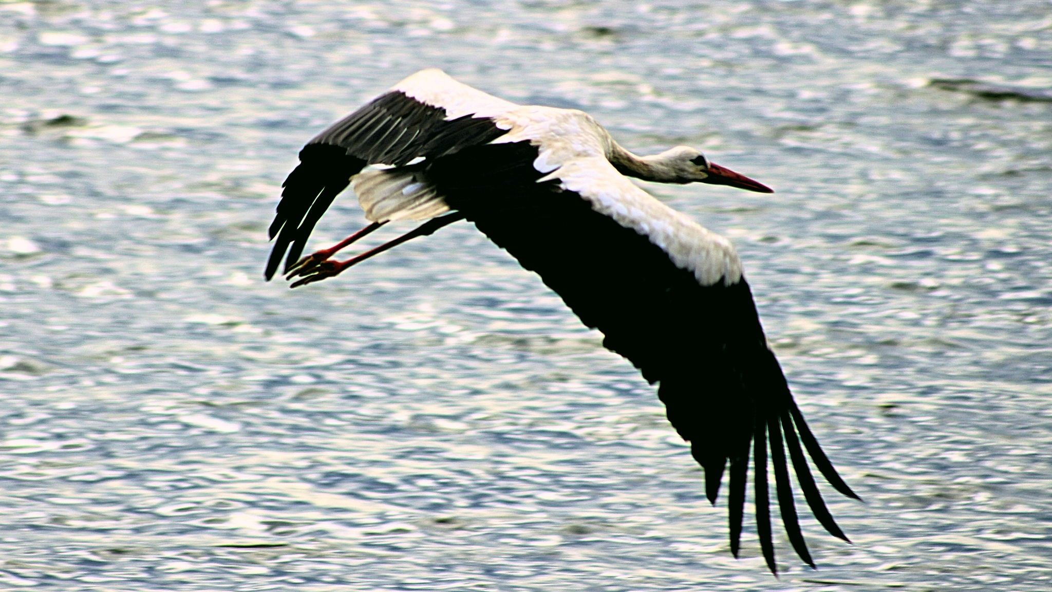 Що відомо про лелек: чим особливі ці птахи та як вони відобразилися в культурі України Що відомо про лелек: чим особливі ці птахи та як вони відобразилися в культурі України