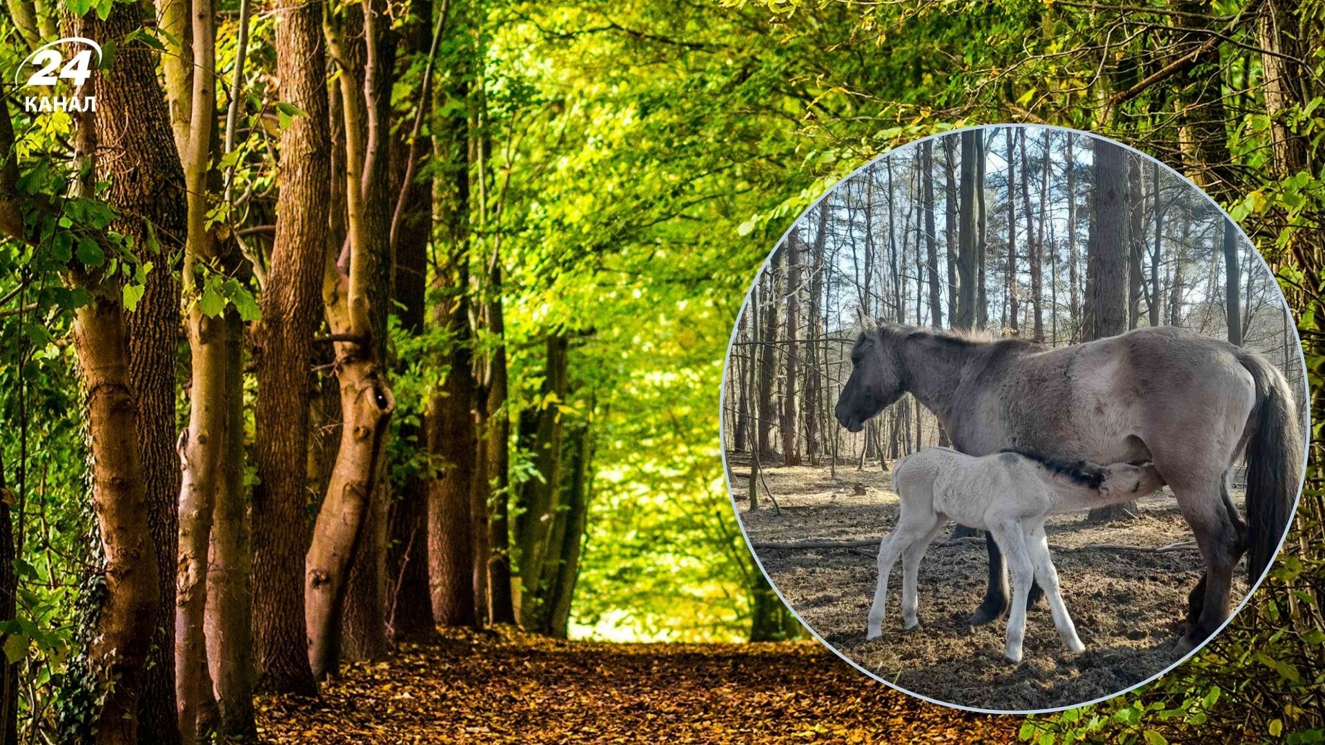 Удивительное рождение Удивительное рождение