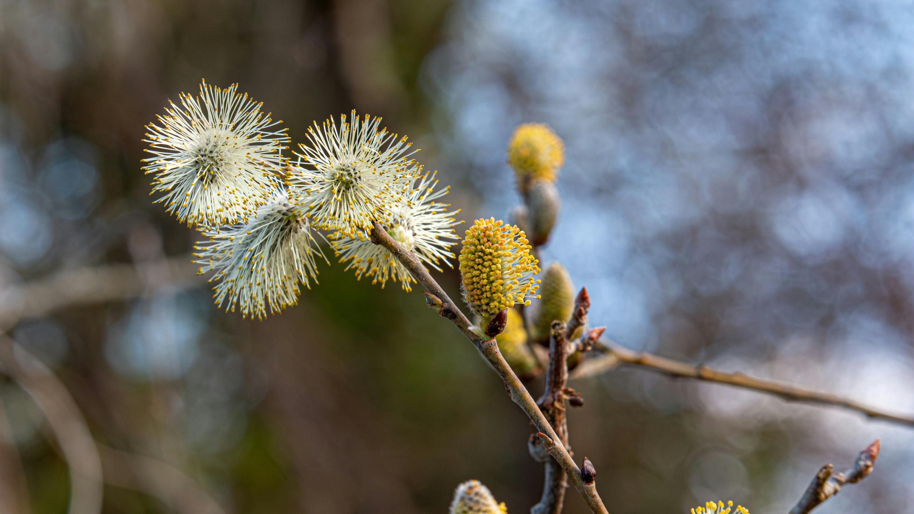 Чем ивовые сережки отличаются от настоящих цветов
