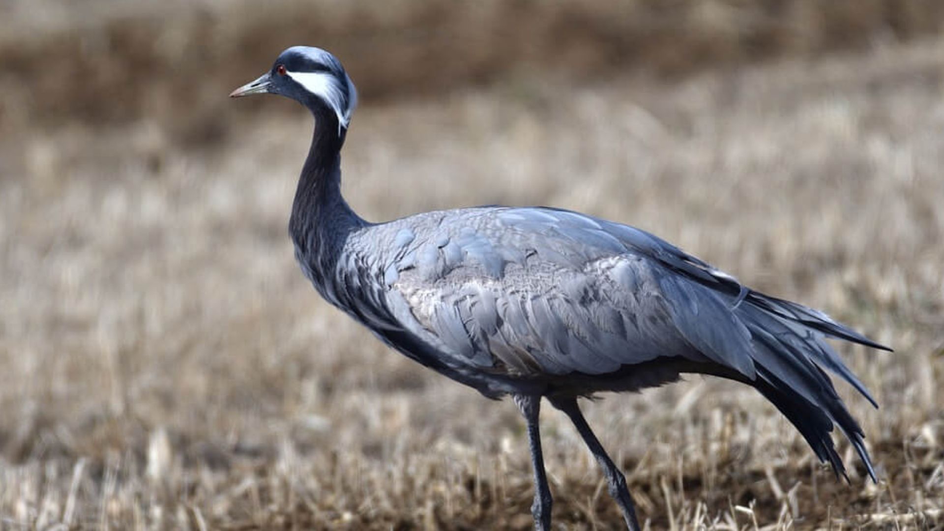 Сірий журавель Сірий журавель
