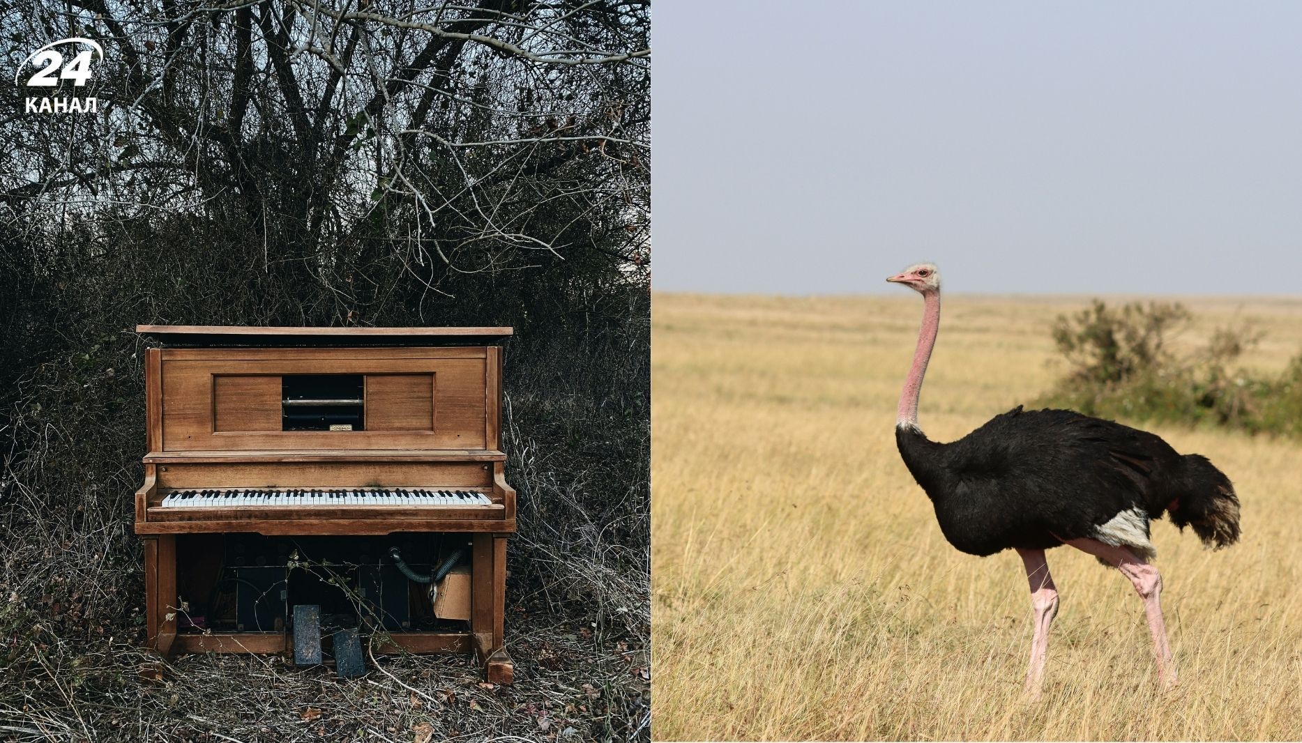 Какая птица весит как пианино