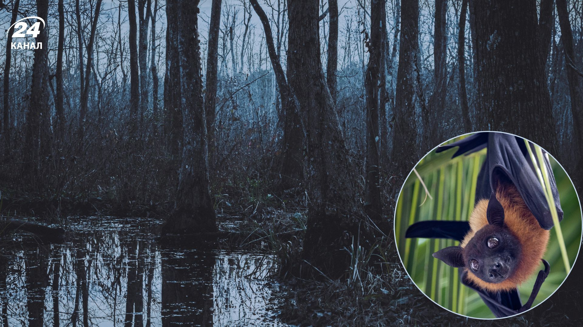 Какое животное имеет статус "самого грязного"