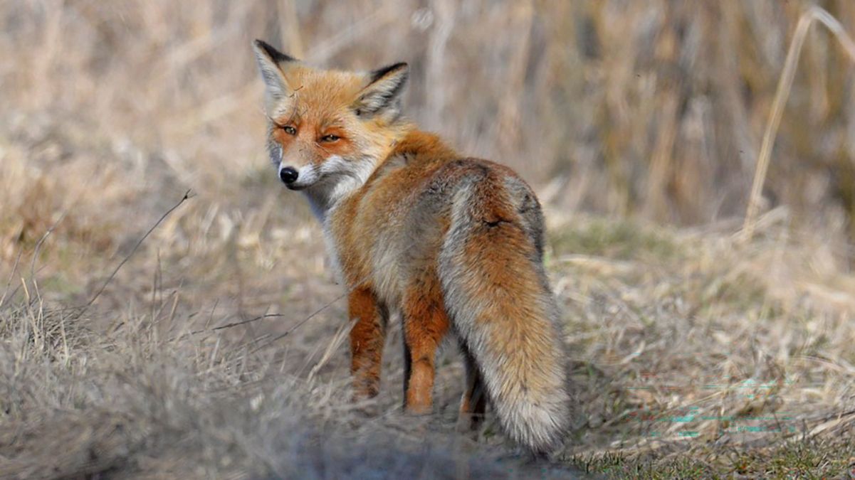 В Чернобыльском заповеднике показали охоту лисы: что об этом известно В Чернобыльском заповеднике показали охоту лисы: что об этом известно