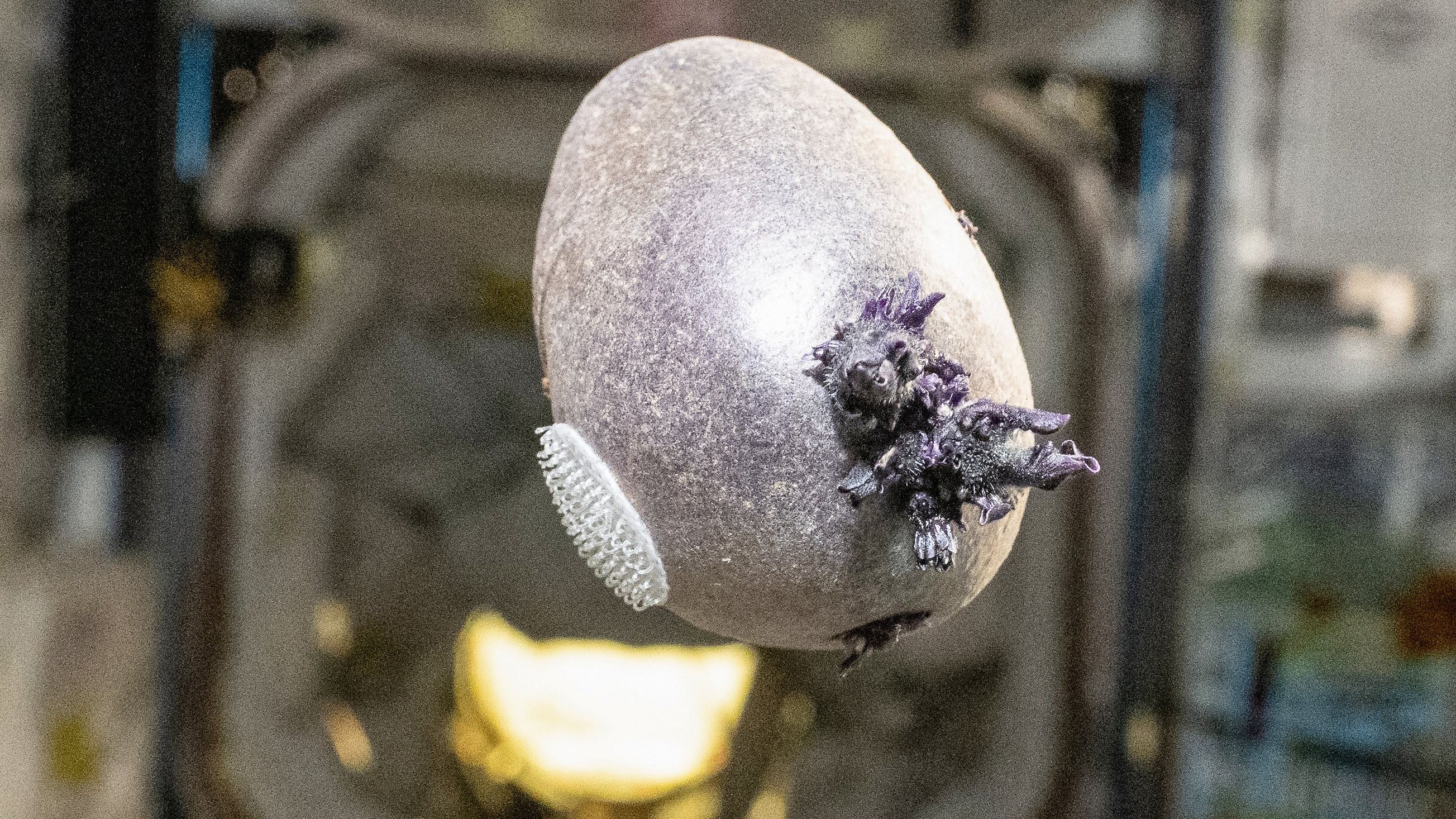 Астронавт зробив знімок об’єкта зі щупальцями: пояснення, що це насправді таке Астронавт зробив знімок об’єкта зі щупальцями: пояснення, що це насправді таке