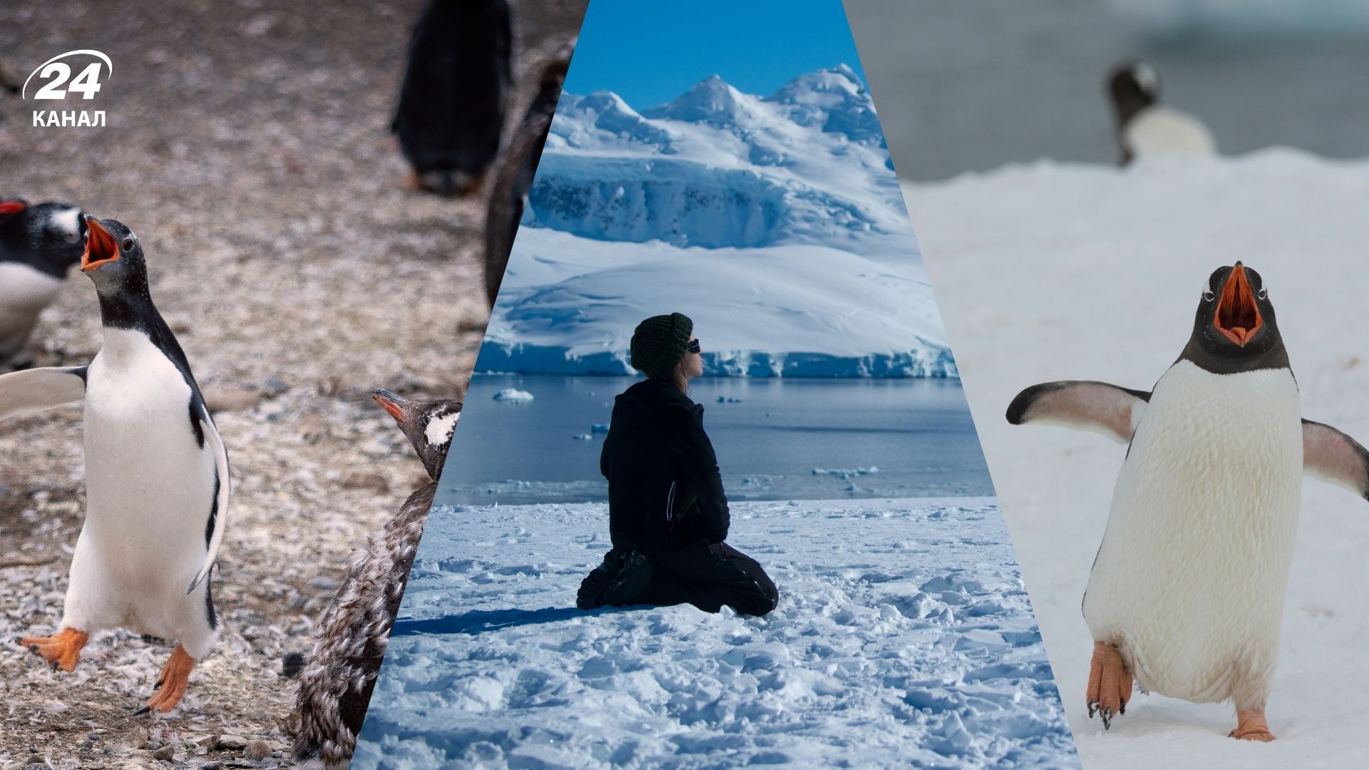 Кумедна історія з пінгвінами Кумедна історія з пінгвінами