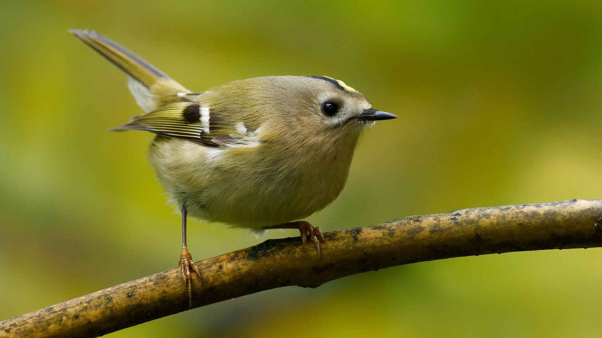 Золотомушка – наймеша пташка України: що про неї відомо