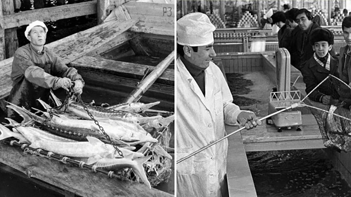 Її їли мільйони: яка риба була звичною у часи СРСР, а тепер її не знайти Її їли мільйони: яка риба була звичною у часи СРСР, а тепер її не знайти