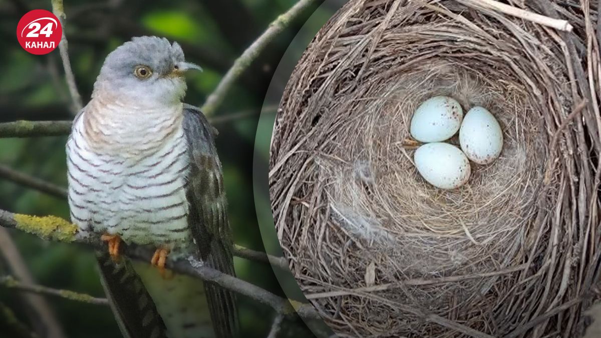 Зозулі ретельно готують підкидання яєць: деталі операції від орнітолога  