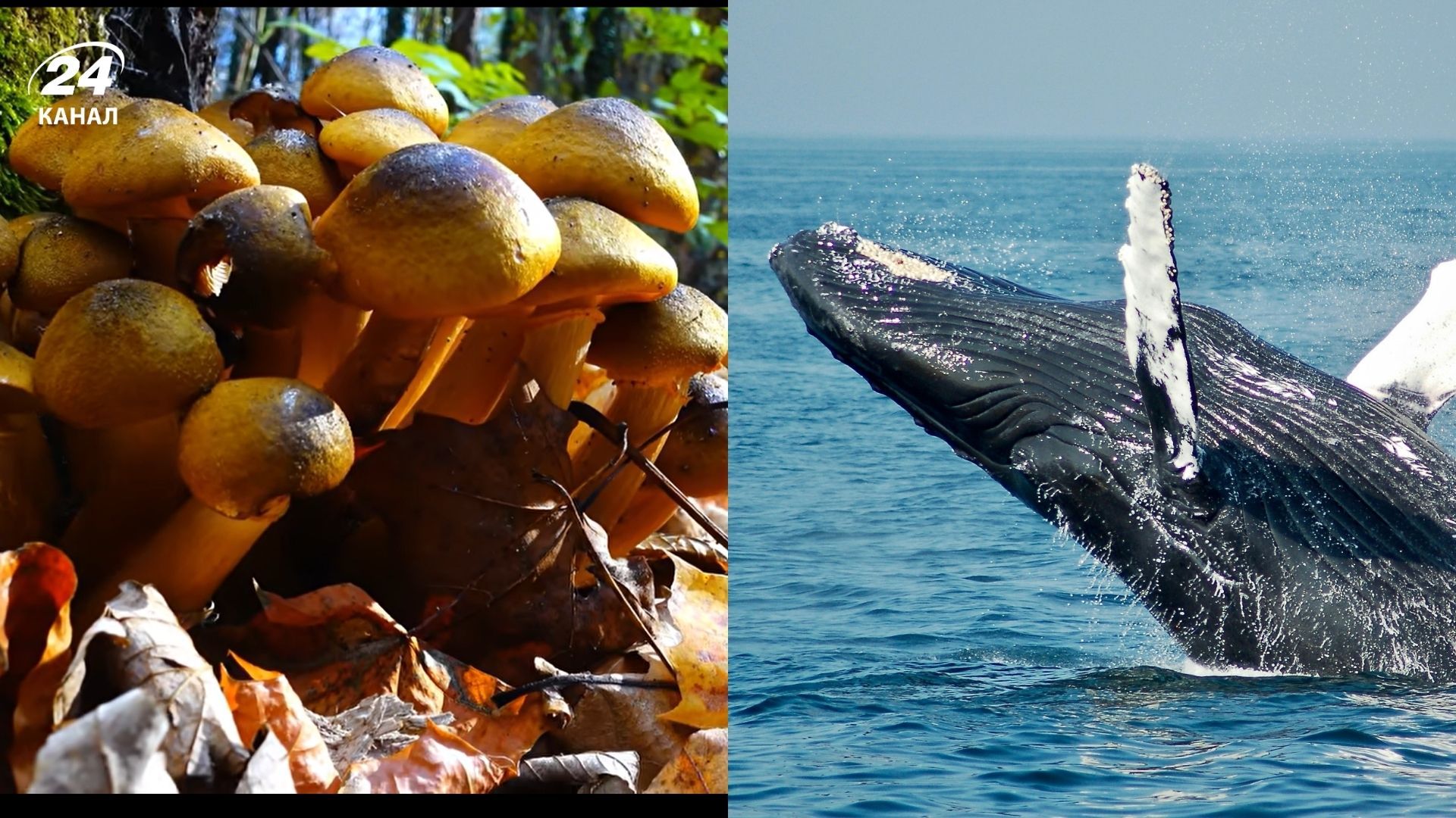 Этот организм просто поражает