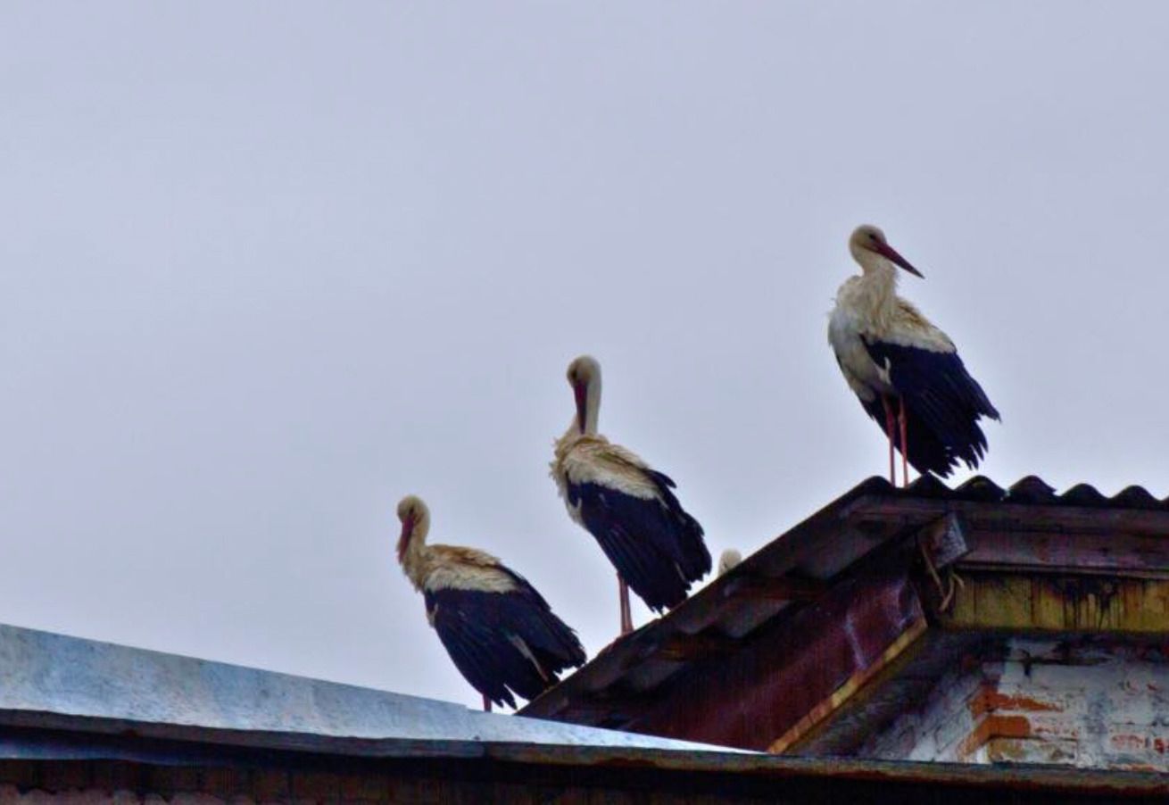 В Чернобыль впервые за 20 лет вернулись аисты как расценивают этот знак ученые В Чернобыль впервые за 20 лет вернулись аисты как расценивают этот знак ученые