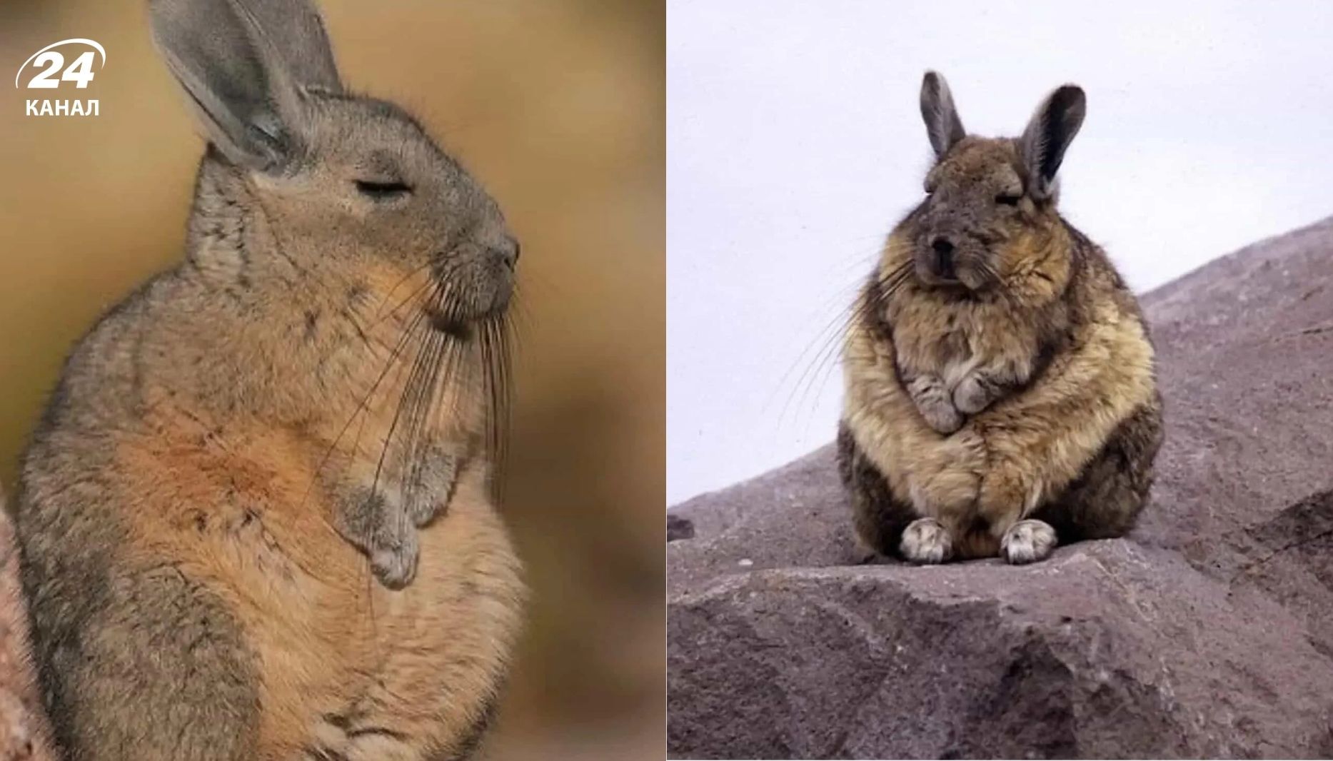 Животное, которое всегда "уставшее"