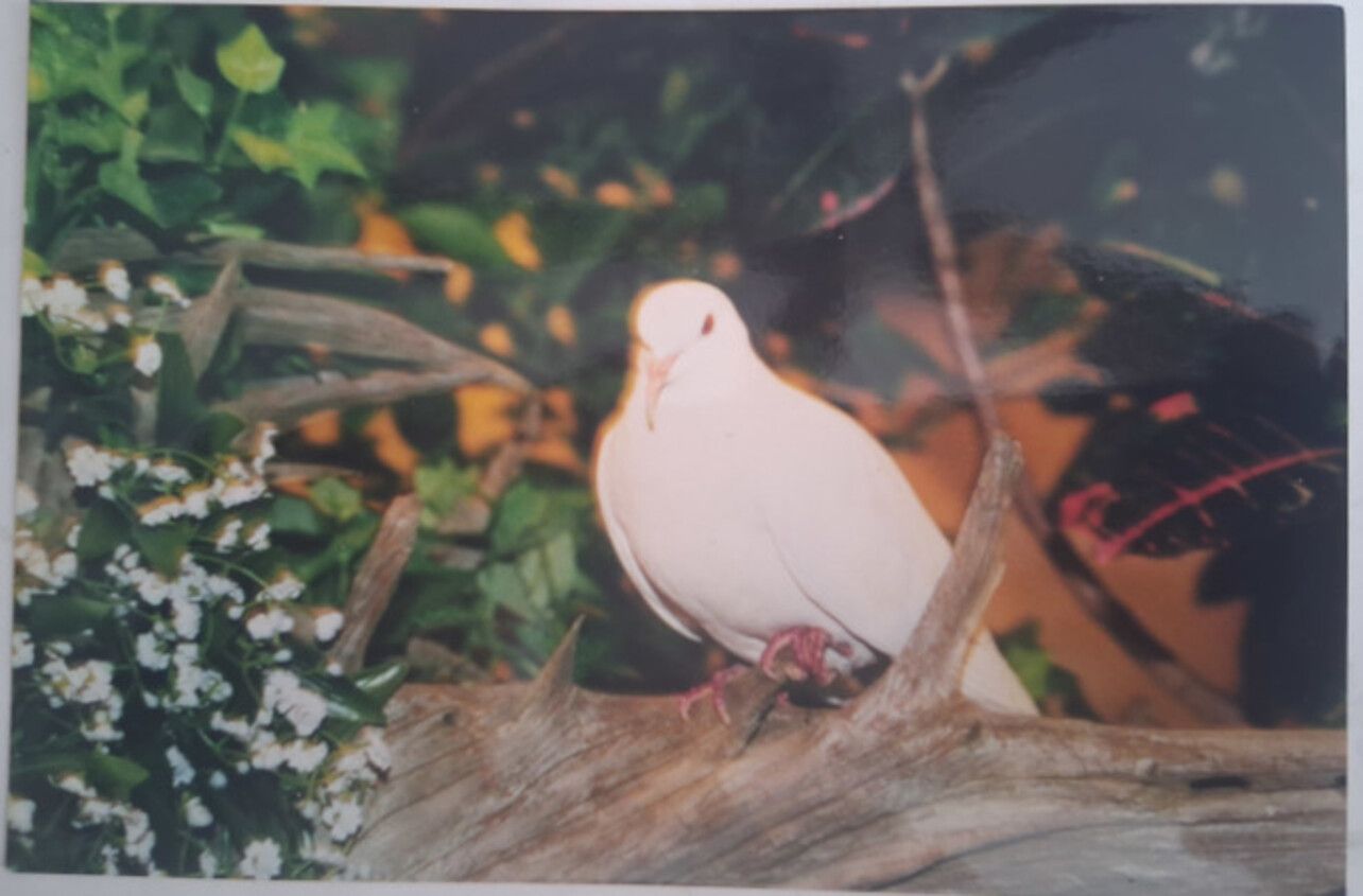 Найстаріший голуб планети 