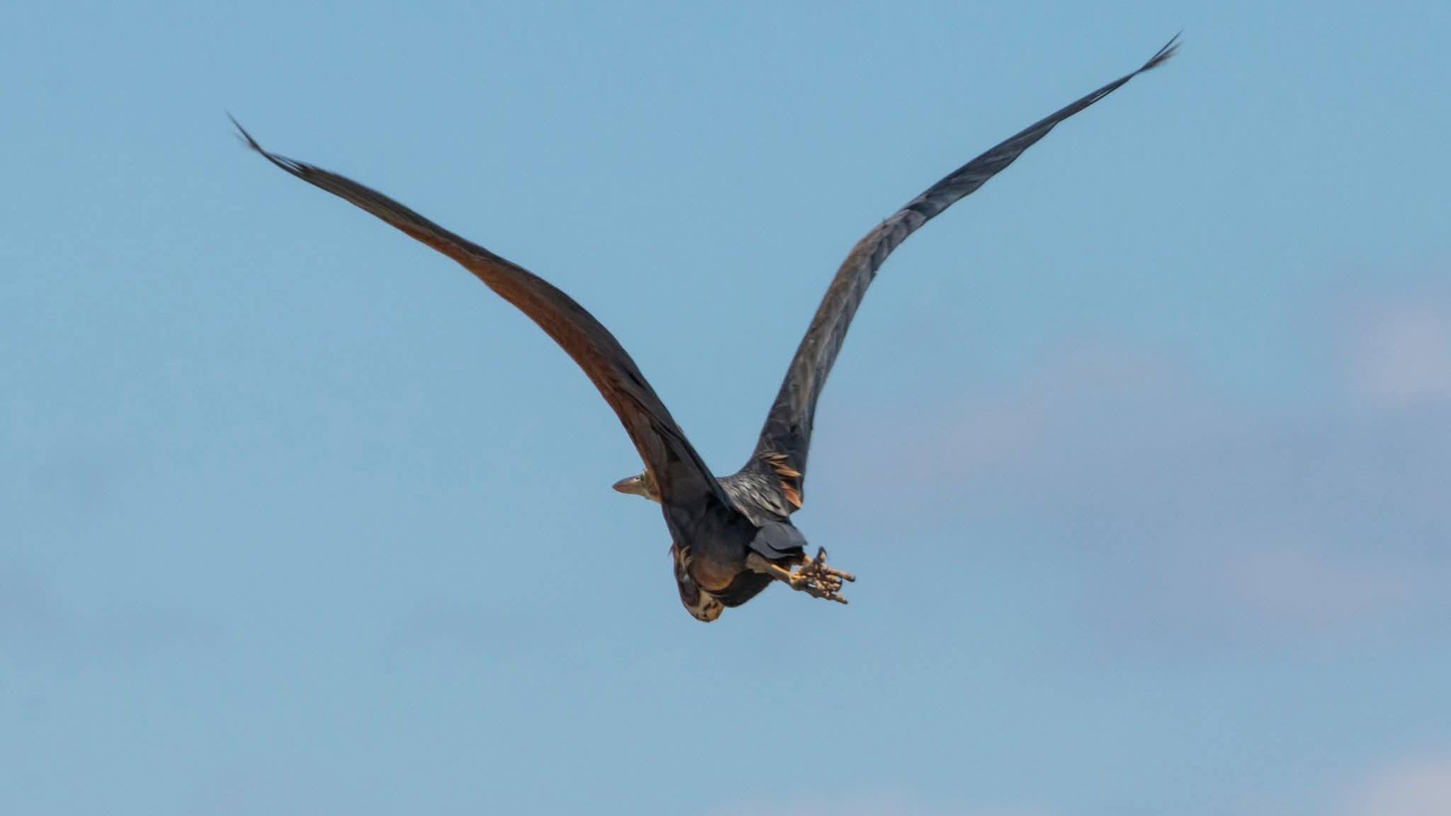 На Одещину завітала руда чапля: що це за птах 