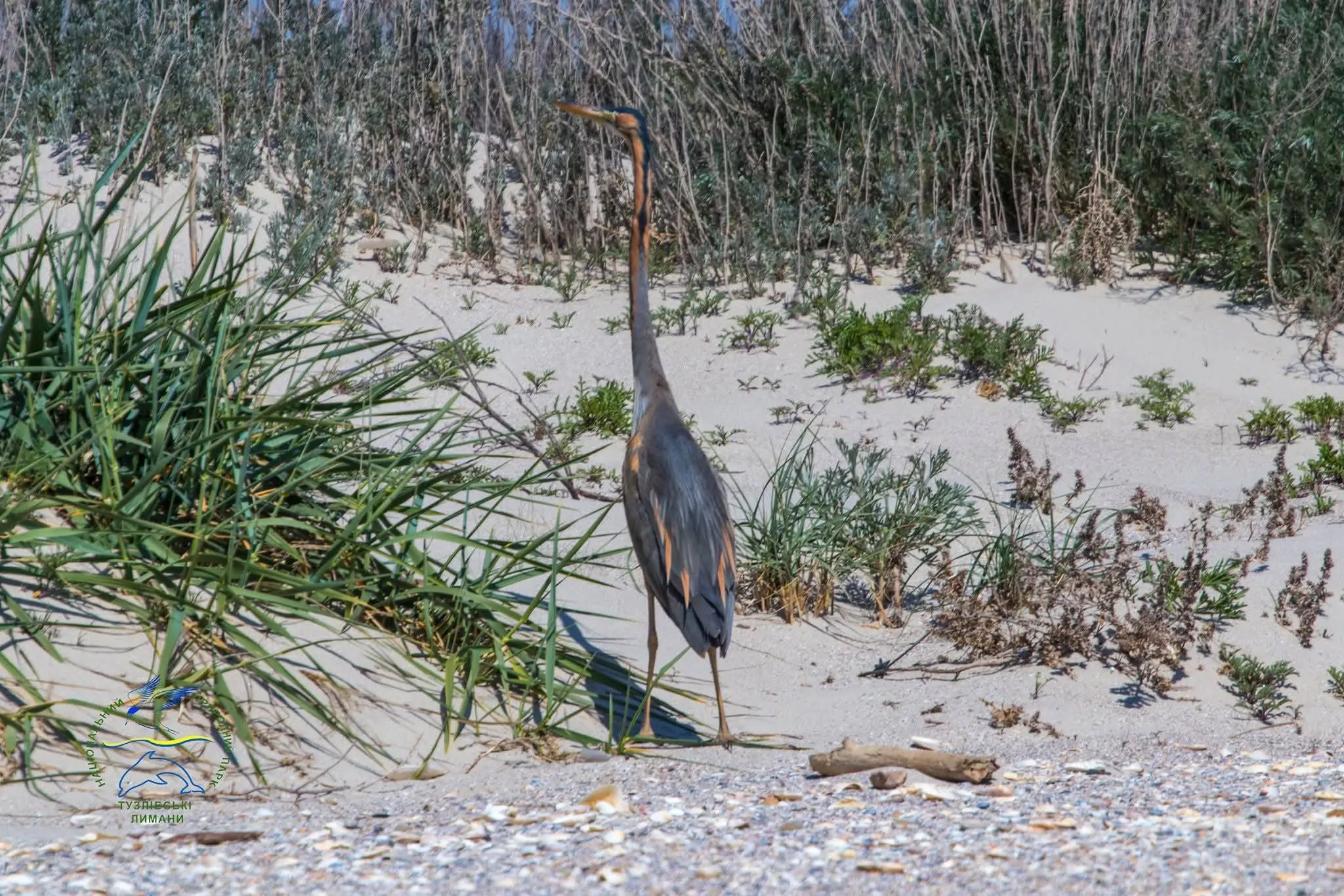 Руда чапля птахи України Одещина Тузлівські лимани 