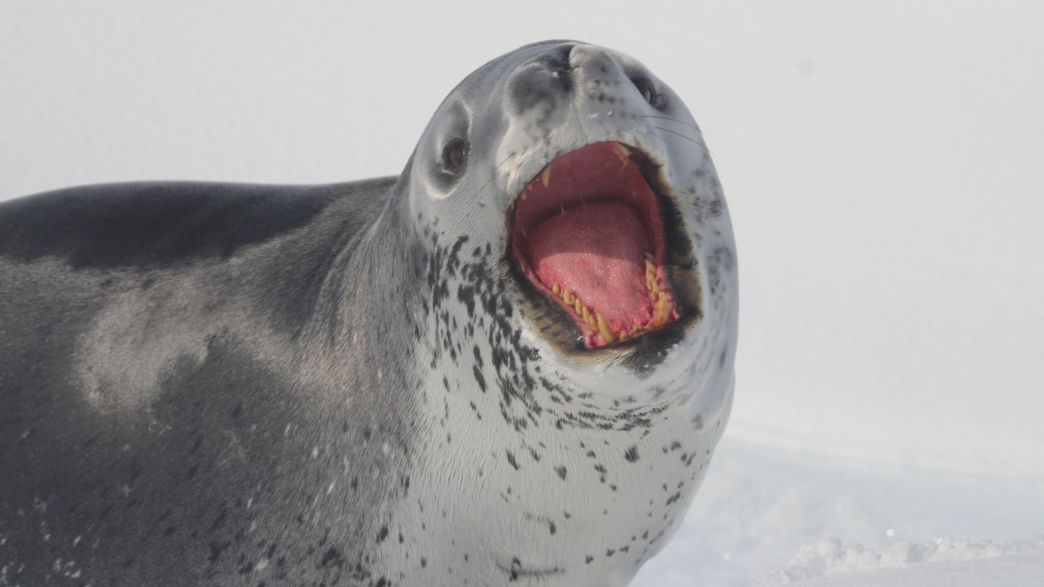 Украинские полярники показали опасную подводную встречу с морским леопардом: видео Украинские полярники показали опасную подводную встречу с морским леопардом: видео