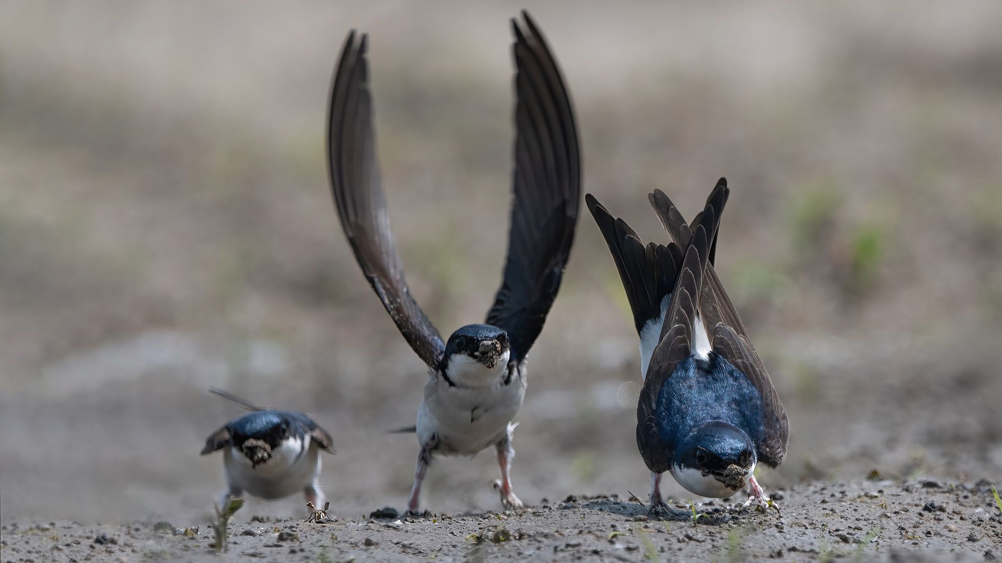 Куди в Україні поділися ластівки: орнітолог пояснив, що відбувається
