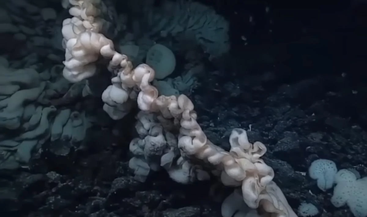 Загадкова істота із глибин Загадкова істота із глибин