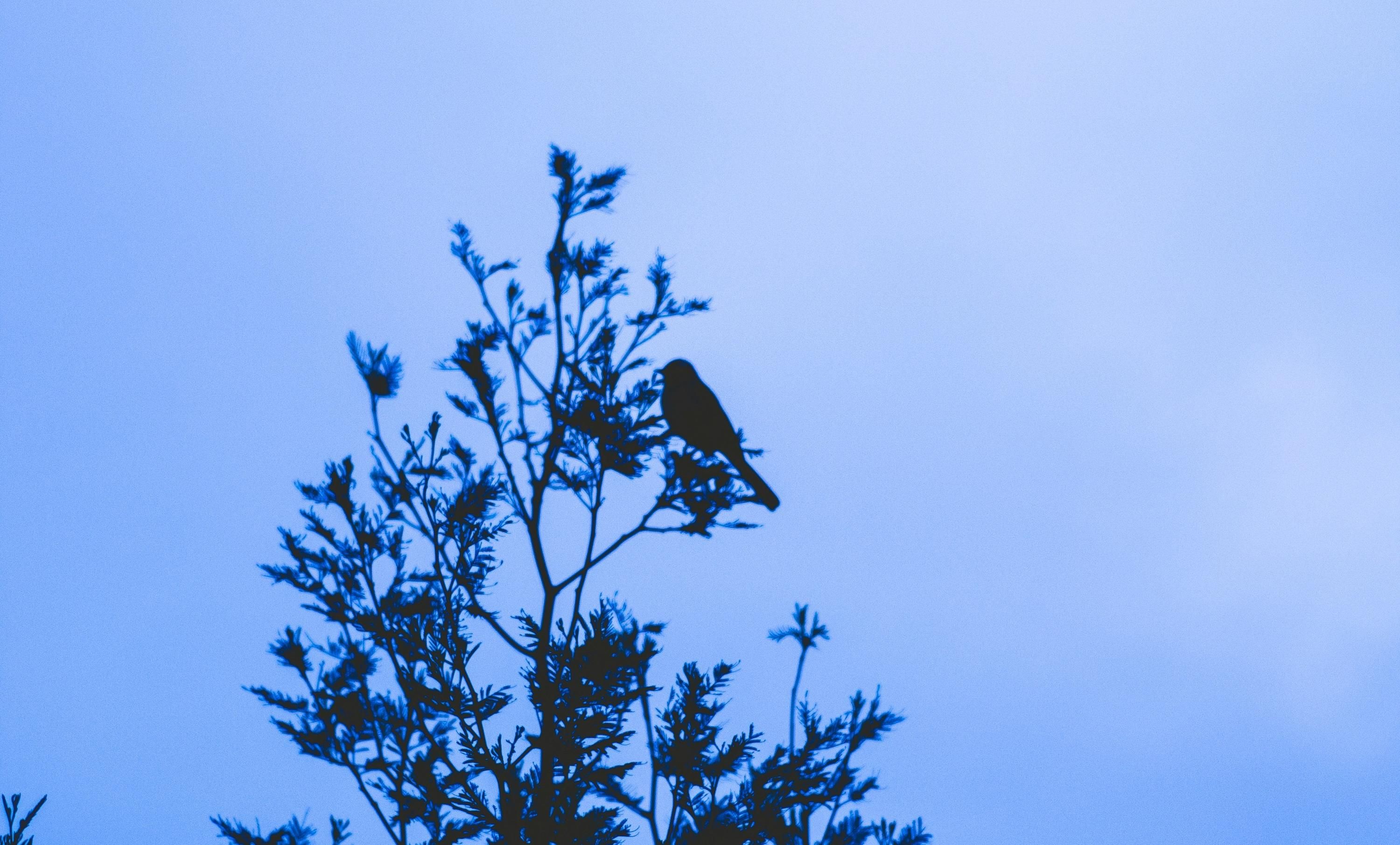 Что известно о маленькой птичке Что известно о маленькой птичке