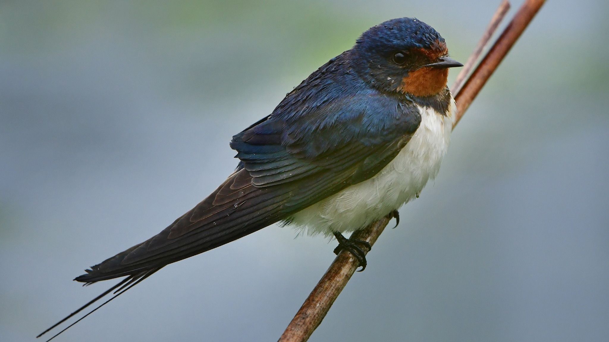 Почему ласточки летают низко перед пасмурной погодой: предсказывают ли они так непогоду Почему ласточки летают низко перед пасмурной погодой: предсказывают ли они так непогоду