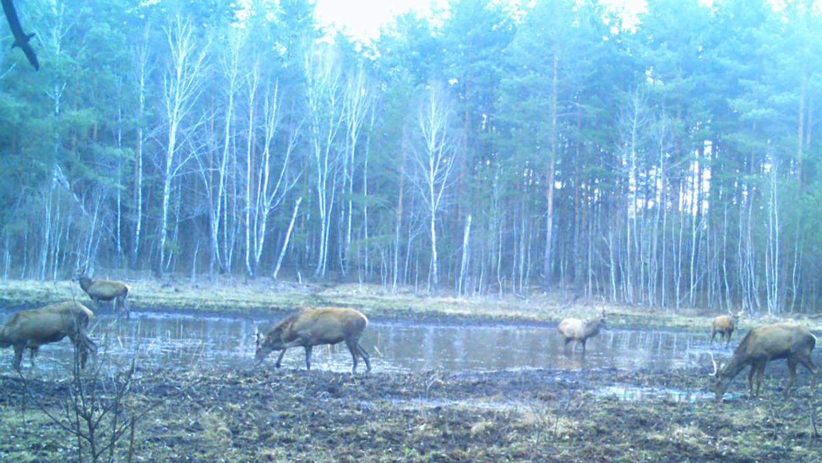 У Чорнобилі маленька водойма у лісі стала справжньою оазою: що про неї відомо