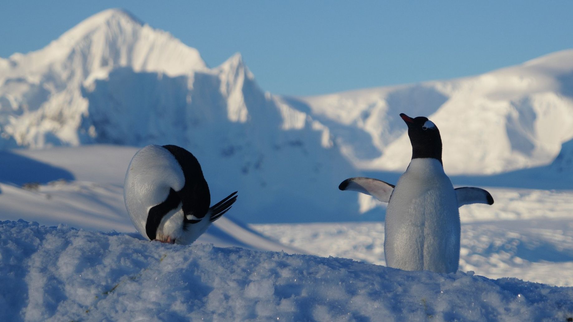 Які цікаві факти слід знати про пінгвінів і чим особливі ці птахи 
