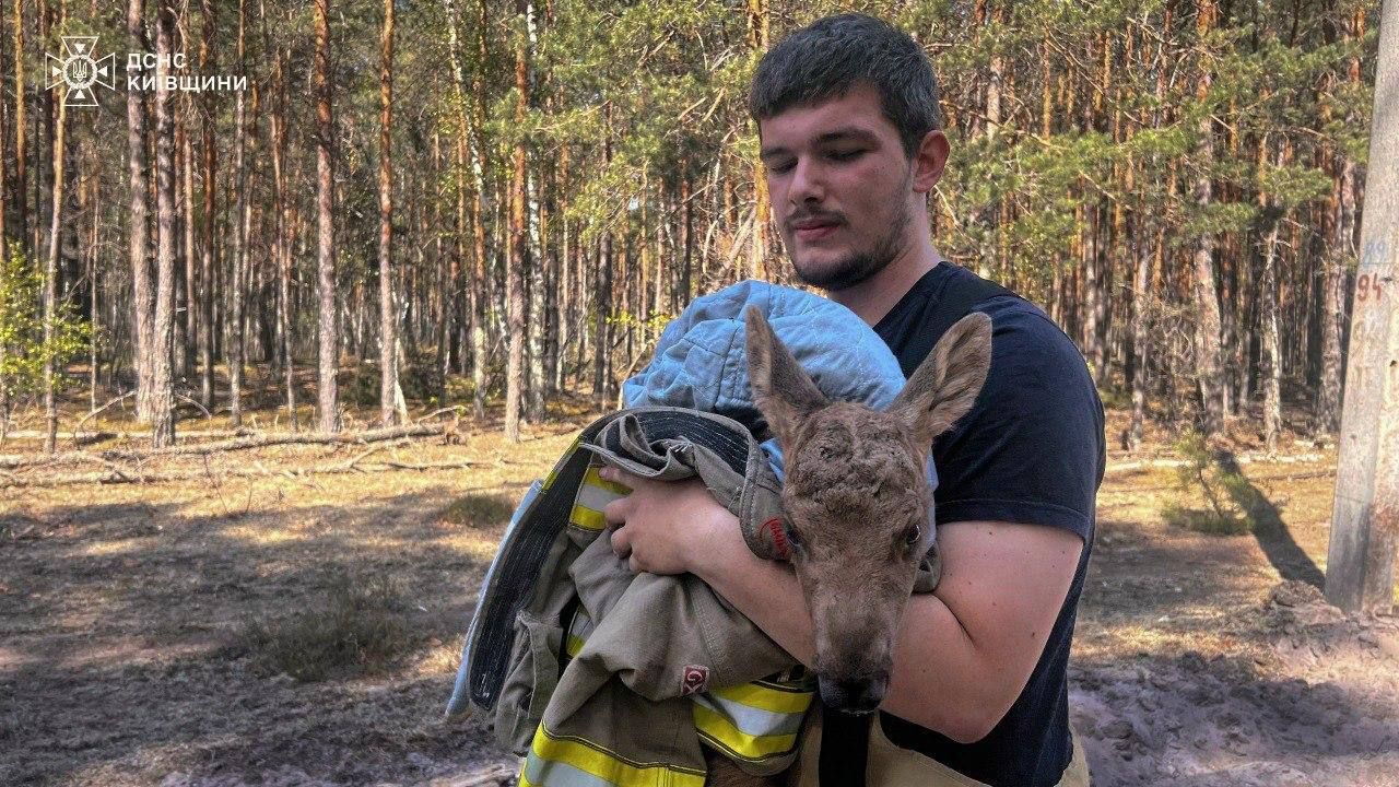 Чрезвычайники спасли краснокнижного лося из сожженной земли Чернобыльского леса Чрезвычайники спасли краснокнижного лося из сожженной земли Чернобыльского леса