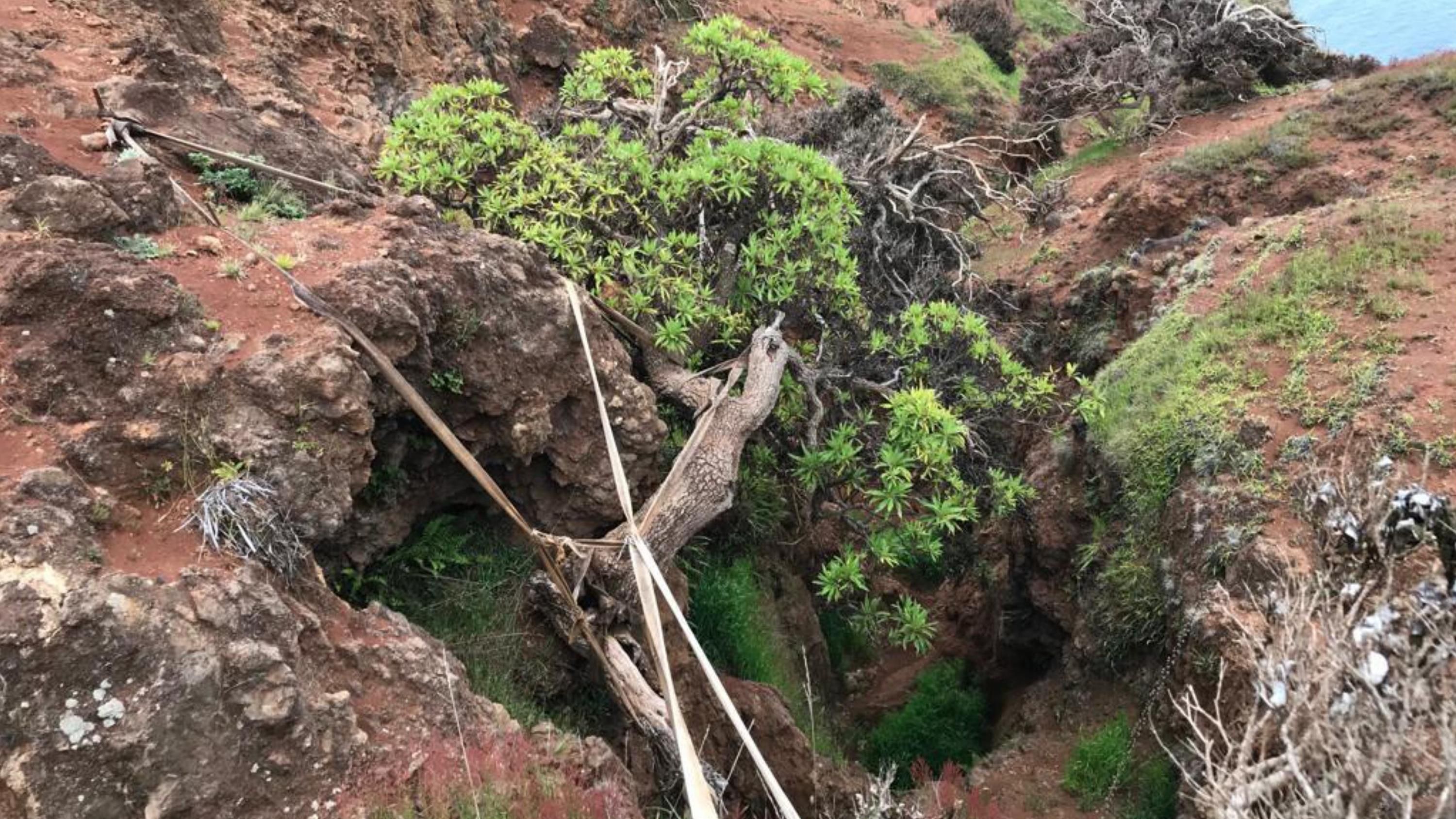 Уникальное дерево над пропастью: как ученые спасают редкий Dendroseris neriifolia, оставшийся единственным на Земле Уникальное дерево над пропастью: как ученые спасают редкий Dendroseris neriifolia, оставшийся единственным на Земле