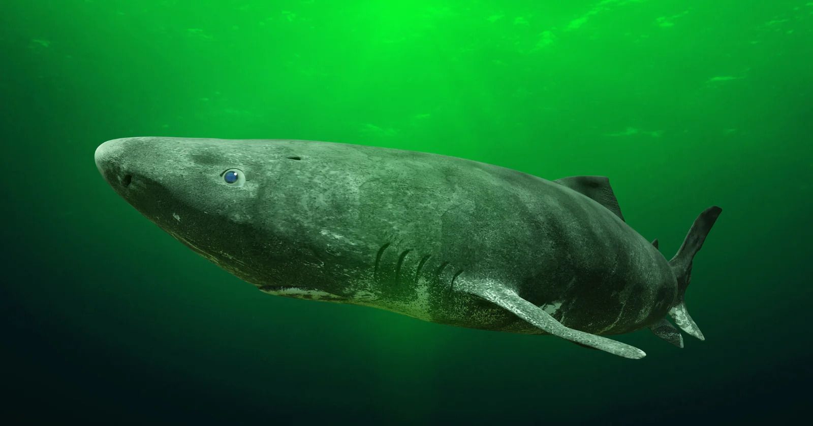 Акула, яка здатна жити віками 